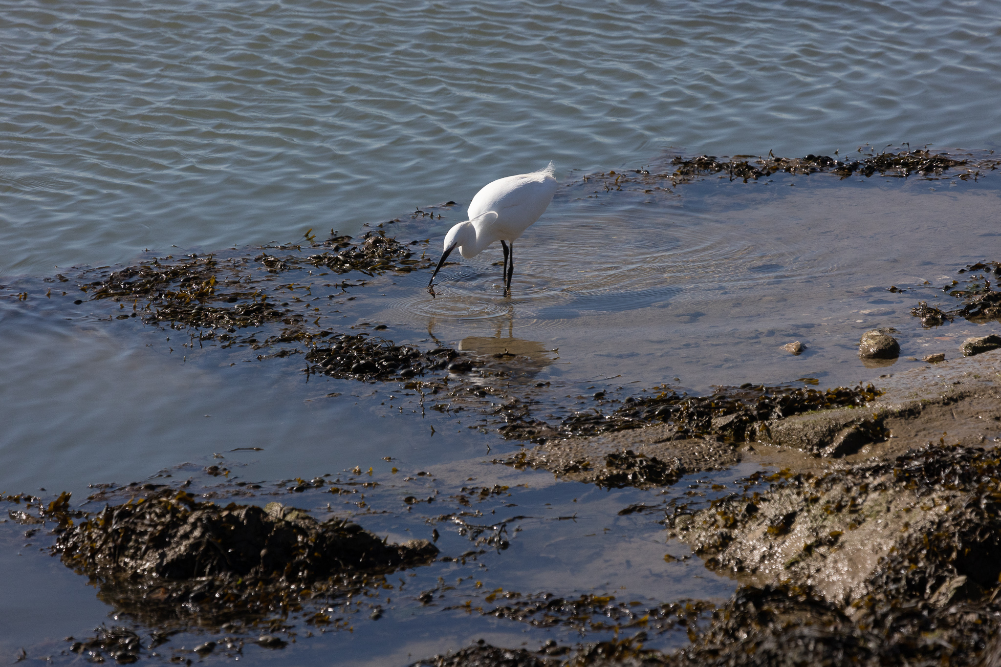 Little Egret in shallow sea water catching a crab