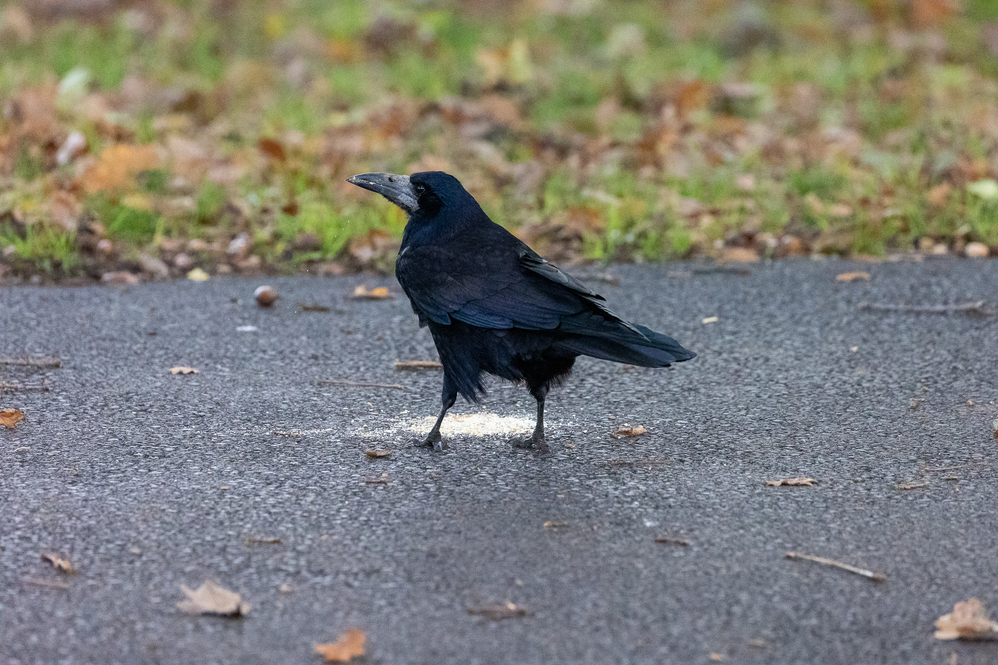 Rook eating some scattered food on the ground