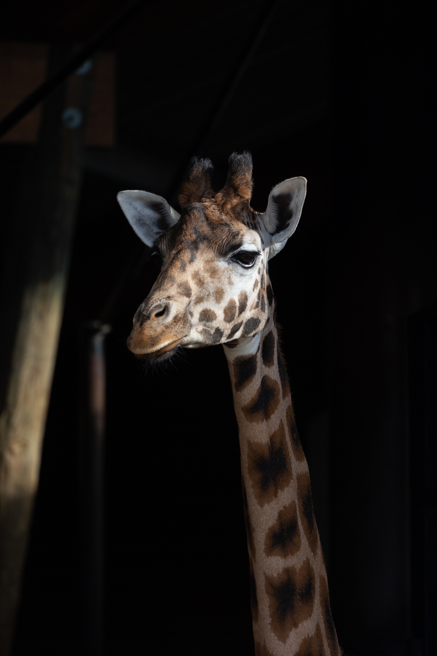 Giraffe looking towards camera highlighted against dark background