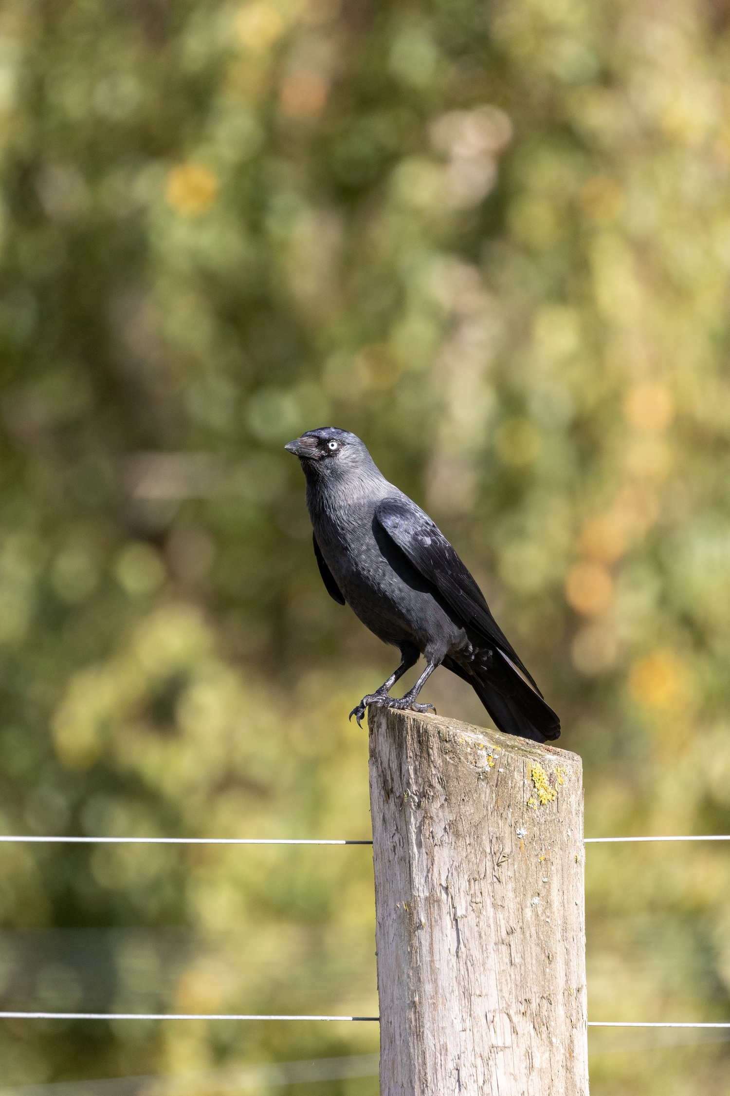 Jackdaw on a fence post with out of focus trees in the background