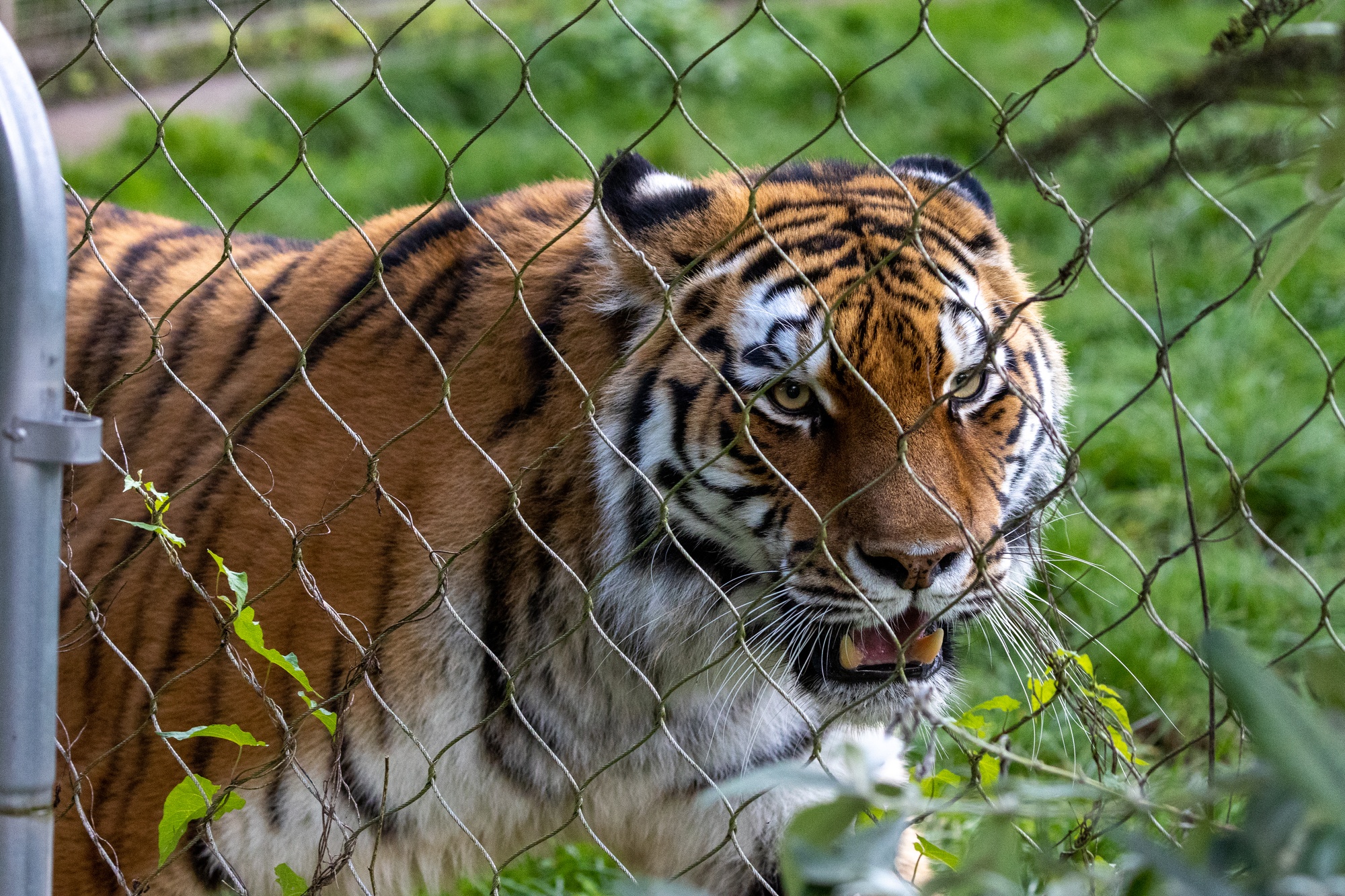 Tiger walking with head down and mouth open behind fence looking to right of camera