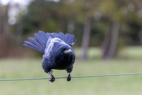 Crow sat on wire with tail flared