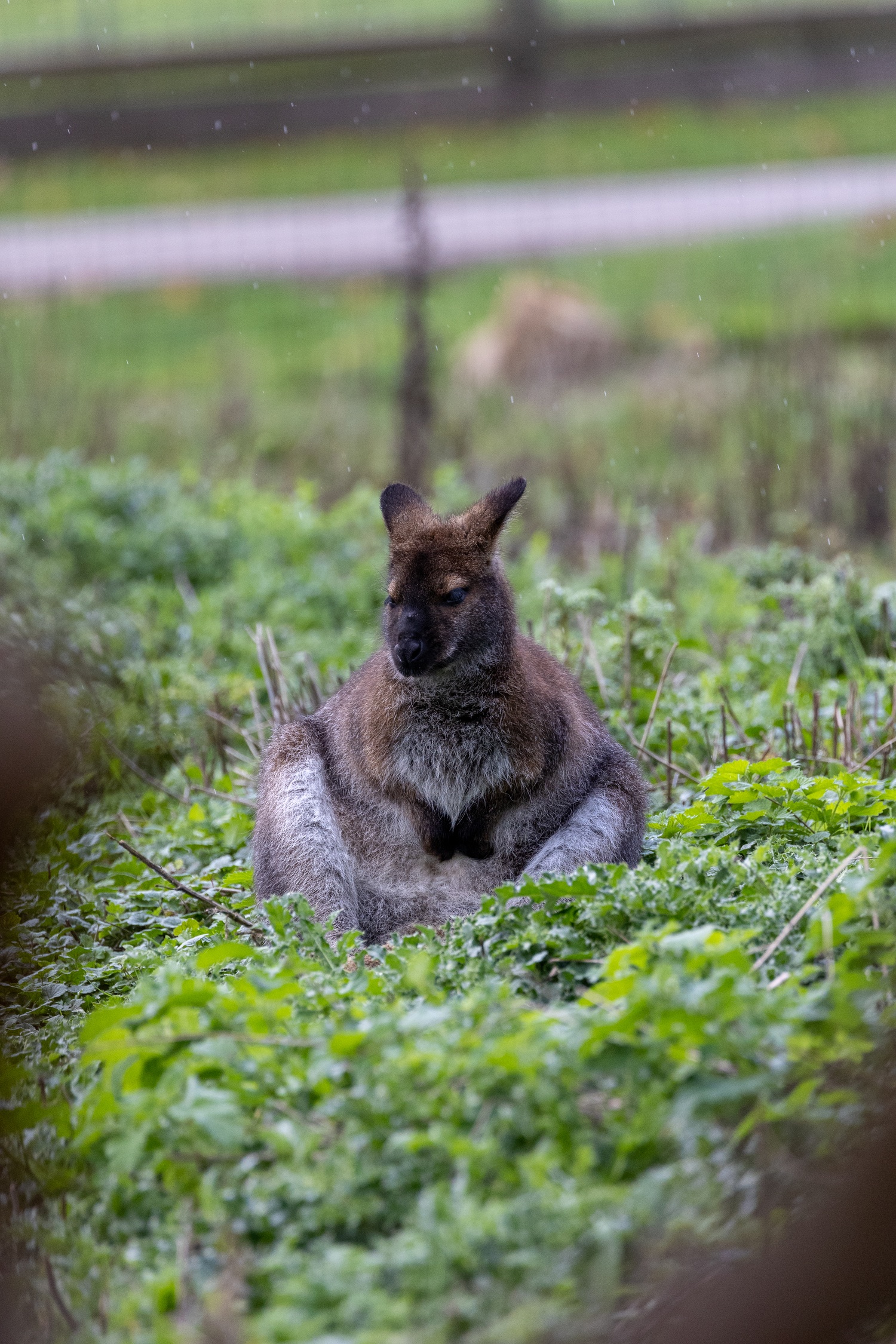 Wallaby sat on grass as it rains