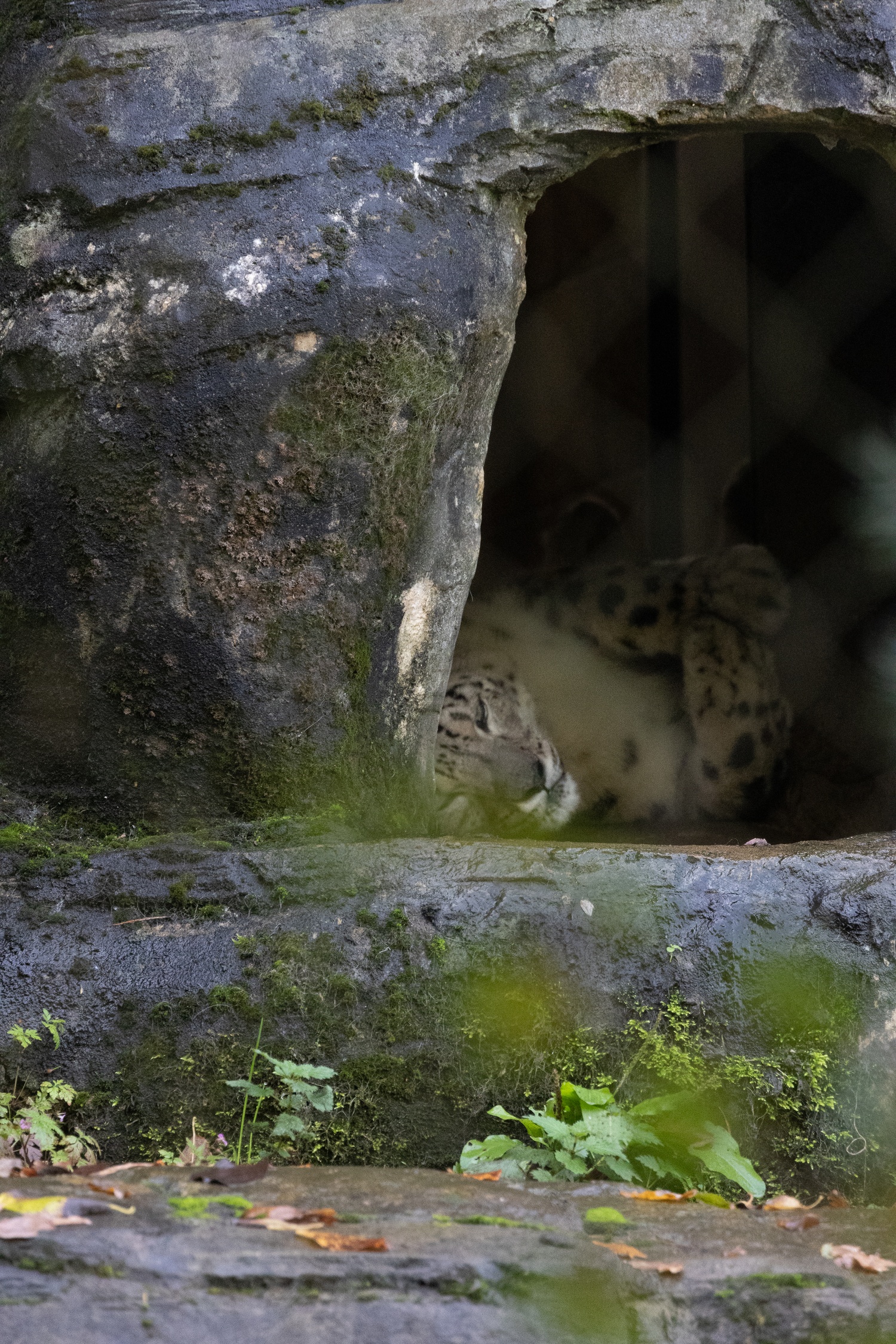 Snow leopard sitting in cave