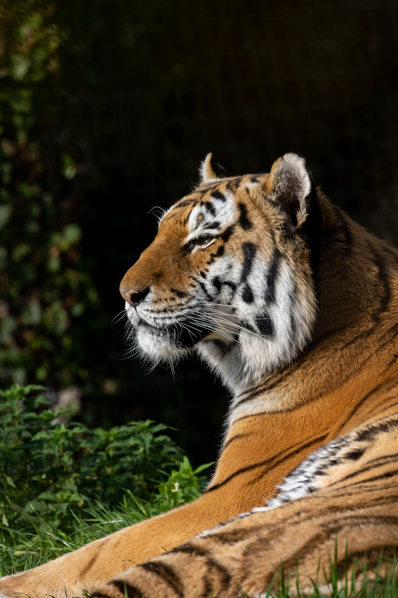 Tiger sat looking left against a dark background