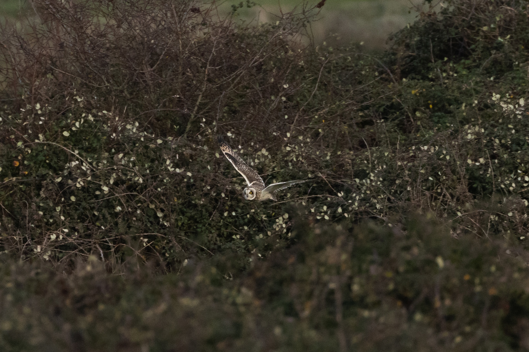 Short-eared owl flying left low between bushes and bramble