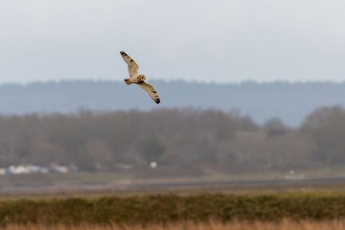 Short-eared owl flying right with wings on display above bushes and reeds