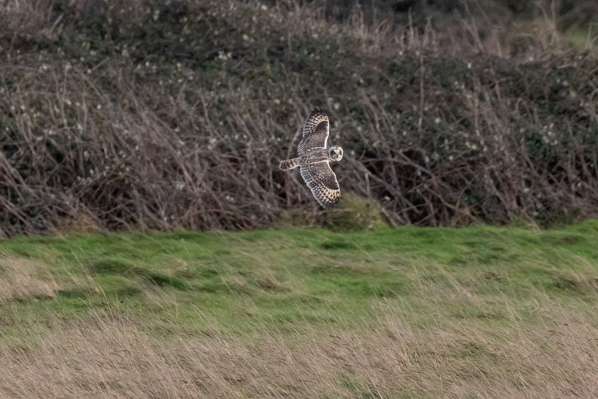 Short-eared owl flying right low across grass looking towards camera