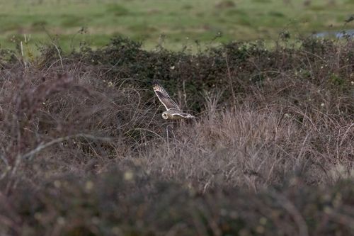 Short-eared owl flying left low between bushes and bramble