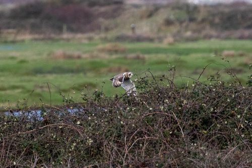 Short-eared owl flying right low going behind bramble