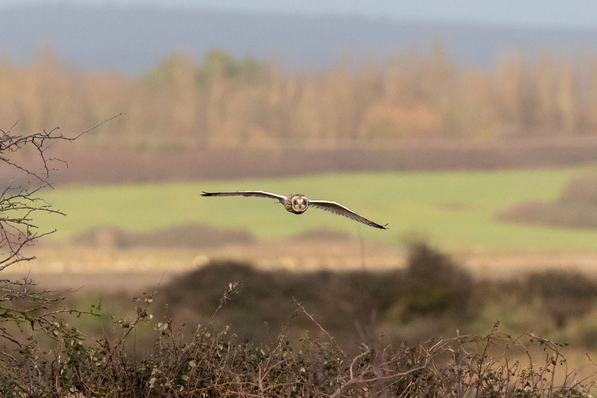 Short-eared owl flying towards camera above bramble