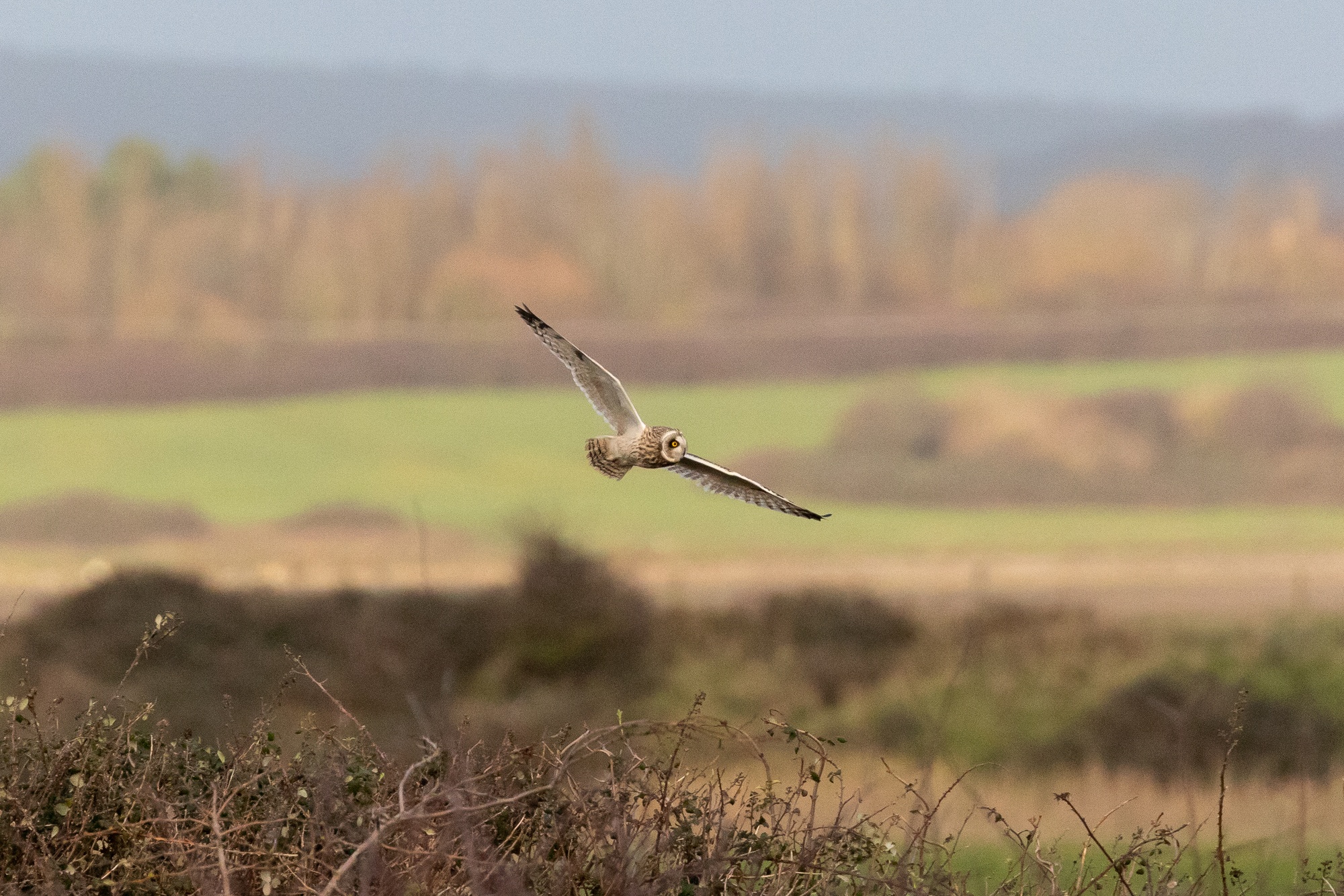 Short-eared owl flying to the right above bramble