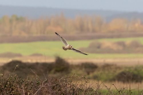 Short-eared owl flying to the right above bramble