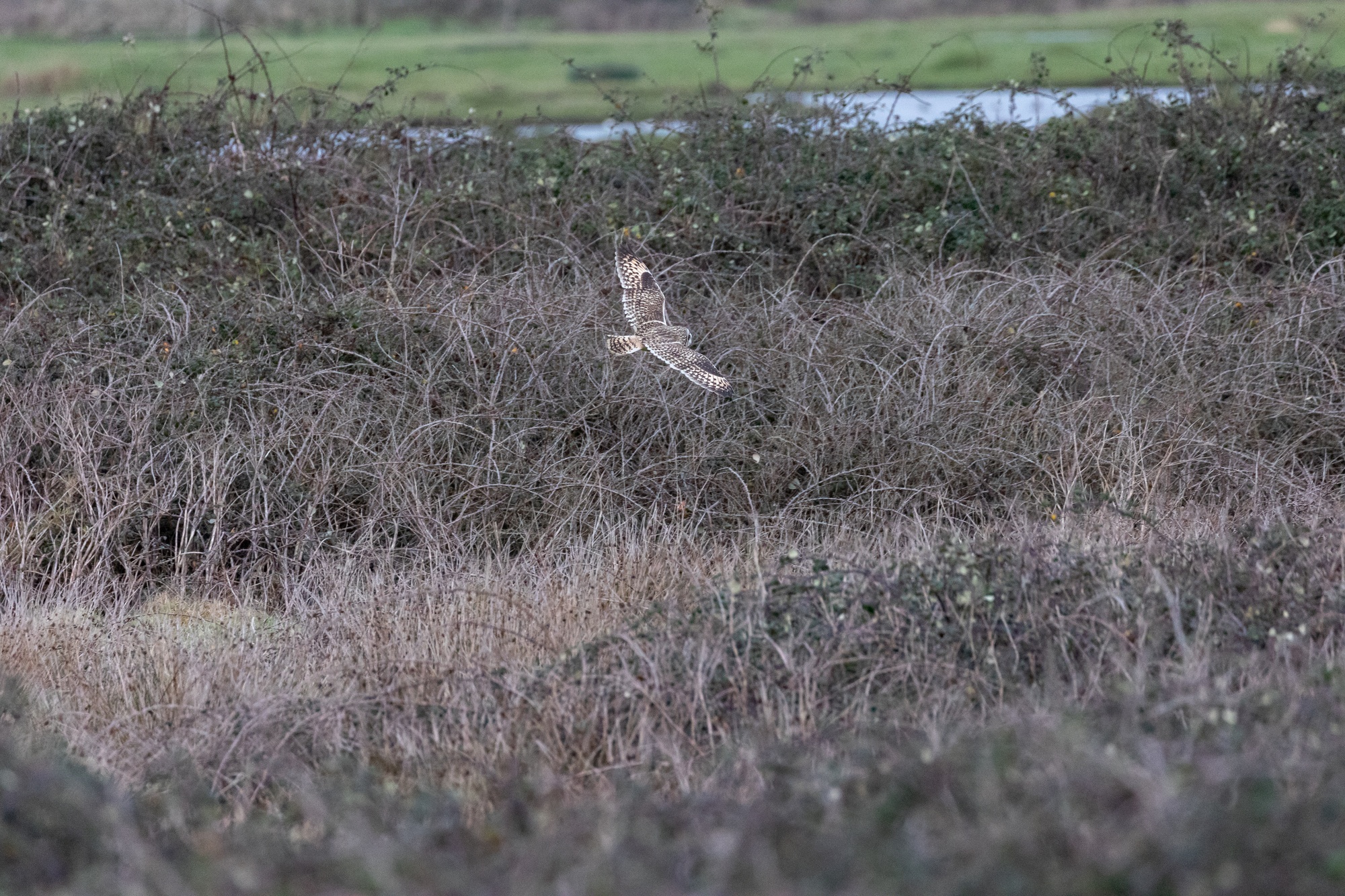 Short-eared owl flowing right and away from camera over branbles with back markings on display
