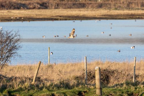 Short-eared own flying perpendicular from left to right with wings above its head. Behind the owl is a blue lake with small ripple patterns on it. On the lake are number of other birds out of focus, mostly ducks. The owl is silhouetted against the pond. The owl is flying over wire fences and wooden posts containing various length of shortish yellow grass.