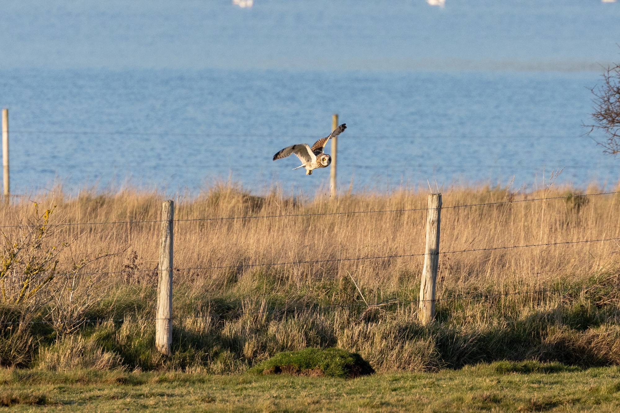 Short-eared owl flying from left to right with wings above its head. The wings are bent at so that the ends of the wings are parallel with the ground. Behind the owl is a blue lake with small ripple patterns on it. The owl is silhouetted against the pond. The owl is flying over wire fences and wooden posts containing various length of shortish yellow grass.
