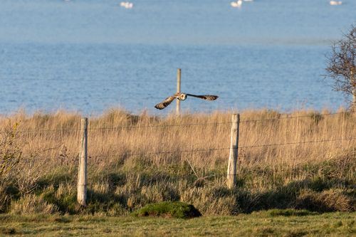 Short-eared owl flying from left to right with wings just below its head. Behind the owl is a blue lake with small ripple patterns on it. The owl is silhouetted against the pond. The owl is flying over wire fences and wooden posts containing various length of shortish yellow grass. Infront of the fence is short green grass. The sun is casting a shadow on the right-hand side of the owls face.