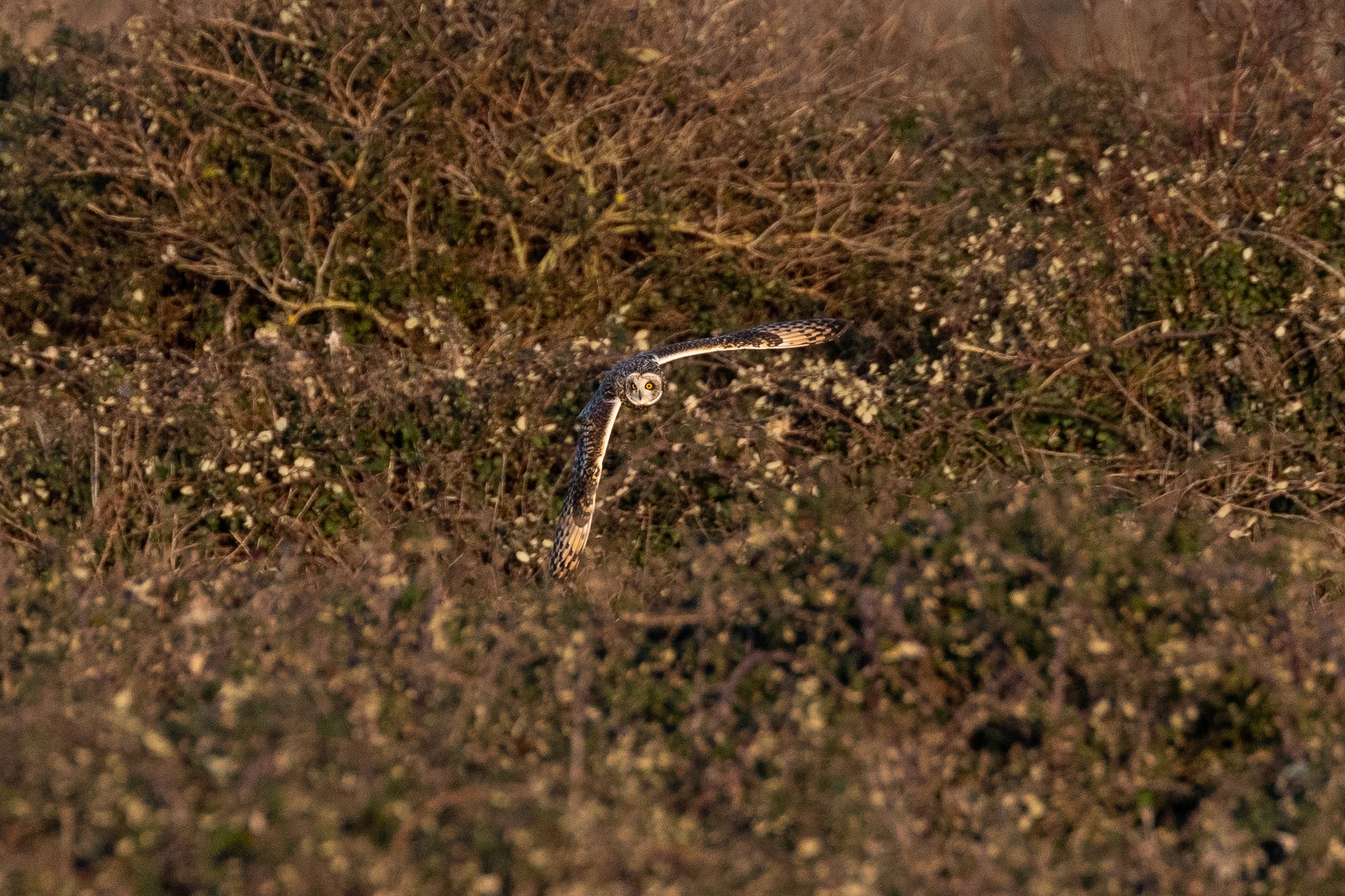 Short-eared owl flying between bushes. The owls body is pointing to right-hand of frame. The owls left wing is pointing downwards and it's right wing is parallel with the ground. The white leading edge of the owls winds is strikeing in contrast to the red of the owl. It's face is turned to the left-hand edge of the frame. The bushes are mostly made up of bushes that have some small green leaves and white flowers. The other bushes are mostly bare branched.