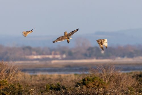 There are 2 short-eared owls and a kestrel. The birds are arragened in a line slightly off horizontal, from left to right the birds are the kestrel and the 2 short-eared owls. The kestrel is flying towards the central own and it's tail feathers are spread out fat-side towards the camera allowing a good view of the spotted plumedge. The central owl has it's back towards the camera. It has it's wings spread. It has talons facing the other owl. The right owl is facing away from the other birds and is flying directly to the right. It's wings are bent in an L shape leading to the closet wing covering the body. The birds appear to be a few feet appart. In the backgound is a blue sky and some very out of focus yellow fields and dark green trees. Below the birds are some bushes with some small green leaves and white flowers, and some bare bushes.