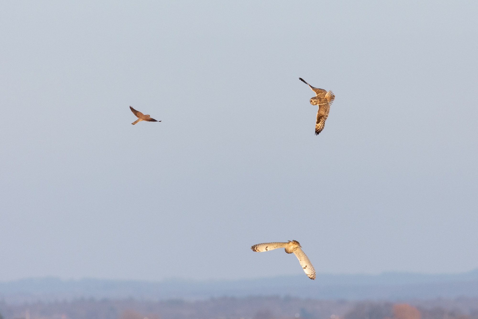 There are 2 short-eared owls and a kestrel. The birds are arragened in a triganle shape with the kestrel and a owl along the top edge and a single owl at the bottom between the two. The kestrel is flying up and away from the camera, looking away from both owls. The top owl is mid-turn, it's body is horizontal with its back towards the camera. The body is pointing towards the kestrel. It's wings are spread with the lower one flat to the camera. It's head is facing towards the other owl. The second owl is flying down and away from the camera. It's wings are in a downwards v shape with the full underside of the wing facing the camera. The birds appear close to 2 meters appart. In the backgound is a blue sky and some blurred hills in the lower part of the frame.