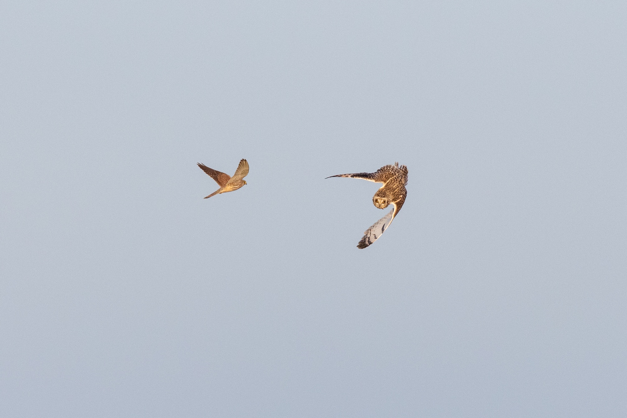There is a kestrel to left of the center of the frame. It is flying away from the camera towards the owl to it's right. It's wings are up showing both the tops and bottoms of the wing. The owl to it's right is mid-rotation. It's head is towards the camera with it's underside towards the kesrel. It's wings are towards the bottom of their swing. The owl is facing downwards away from the kestrel. The birds appear less than 2 feet apart. The background is a blueish sky.