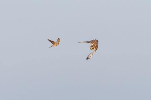 There is a kestrel to left of the center of the frame. It is flying away from the camera towards the owl to it's right. It's wings are up showing both the tops and bottoms of the wing. The owl to it's right is mid-rotation. It's head is towards the camera with it's underside towards the kesrel. It's wings are towards the bottom of their swing. The owl is facing downwards away from the kestrel. The birds appear less than 2 feet apart. The background is a blueish sky.