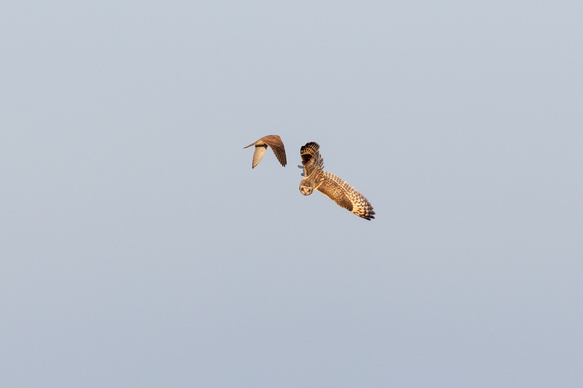 There is a kestrel to left of the center of the frame. It is flying away from the camera towards the owl to it's right. It's wings are towards the bottom of their swing. The owl to it's right is is pointing downwards with its underside towards the kestrel. The owls wings are towards the top of their swing and its closed feet are pointing towards the kestrel. The owl is facing directly downwards. The birds appear less than a foot apart. The background is a blueish sky.