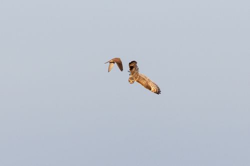 There is a kestrel to left of the center of the frame. It is flying away from the camera towards the owl to it's right. It's wings are towards the bottom of their swing. The owl to it's right is is pointing downwards with its underside towards the kestrel. The owls wings are towards the top of their swing and its closed feet are pointing towards the kestrel. The owl is facing directly downwards. The birds appear less than a foot apart. The background is a blueish sky.