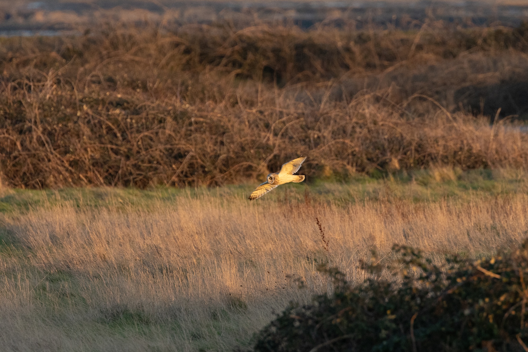 Short-eared owl flying over yellow mid-height grass. The owl is flying to the left with it's underside slightly turned towards the camera. It's wings are spread, the light is causing the leading and trailing edges of the wings to appear and almost blueish-white, this is in contrast to the rest of the owls yellow-white wing. In the foreground is a small green bush. In the background are several brown bushes.