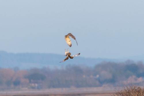 2 short-eared owl's in either a fight or praciting passing food between them. The owls are positioned vertically. The bottom owl is upside down with its head towards the camera. It's wings are bent with the flats being in line with eachother. Its talons are spread and pointing upwards towards the other owl. The wings and talons cause the owl to make an upside T shape. The top owl is flying from left to right away from the camera. It's wings are downwards and its talons are not extended. The owls are about 2 feet apart. The background is a bluish sky with trees and hills out of focus in the bottom of the frame.