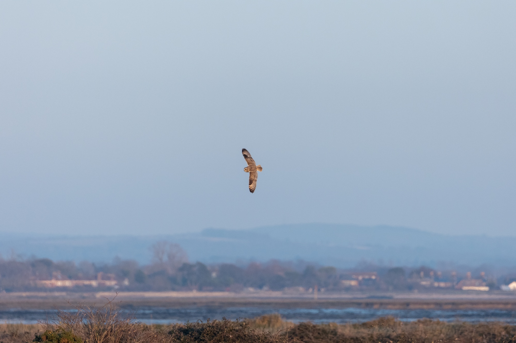 Short-eared owl flying left to right with it's back facing the camera. It's wings are fully spread with the backs facing the camera. In the background is a blue sky with some hills and trees in the distance. In the bottom of the frame are some bushes of various colours.