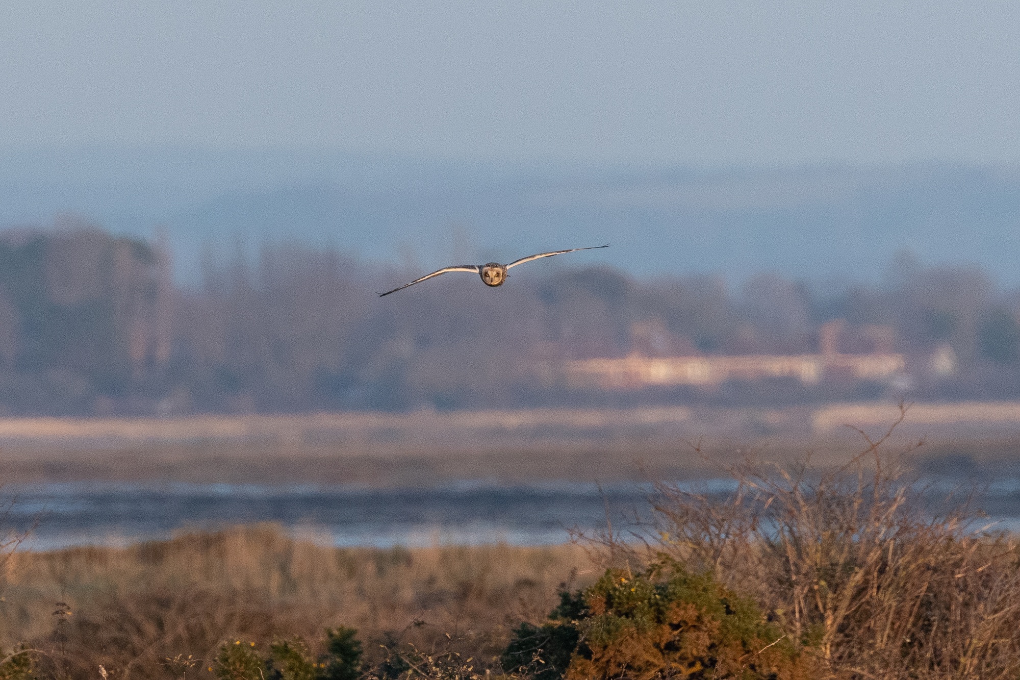 Short-eared owl flying towards the camera. It's wings are parallel to the ground and it's facing directly towards the camera. In the background is a blue sky with some hills and trees in the distance. In the bottom of the frame are some bushes of various colours.